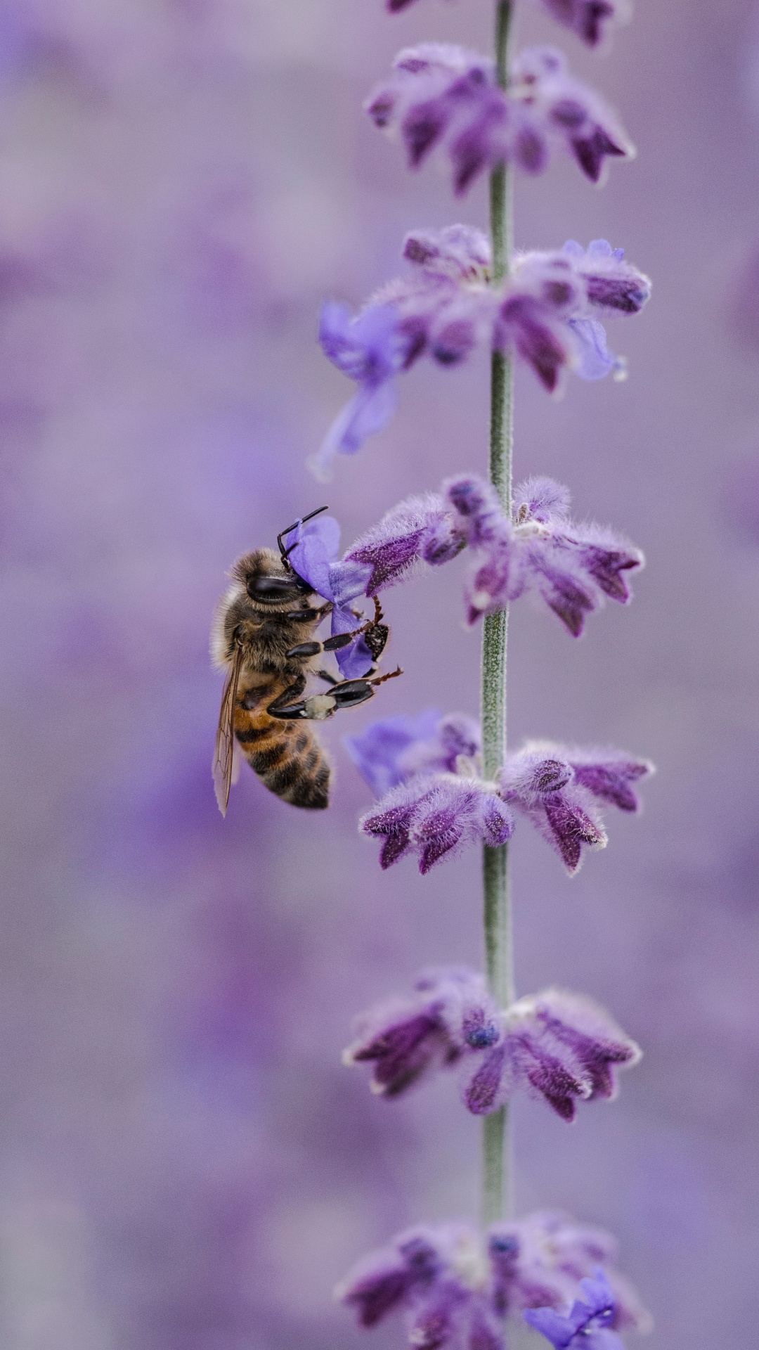 Abeja Amarilla y Negra en Flor Morada. Wallpaper in 1080x1920 Resolution