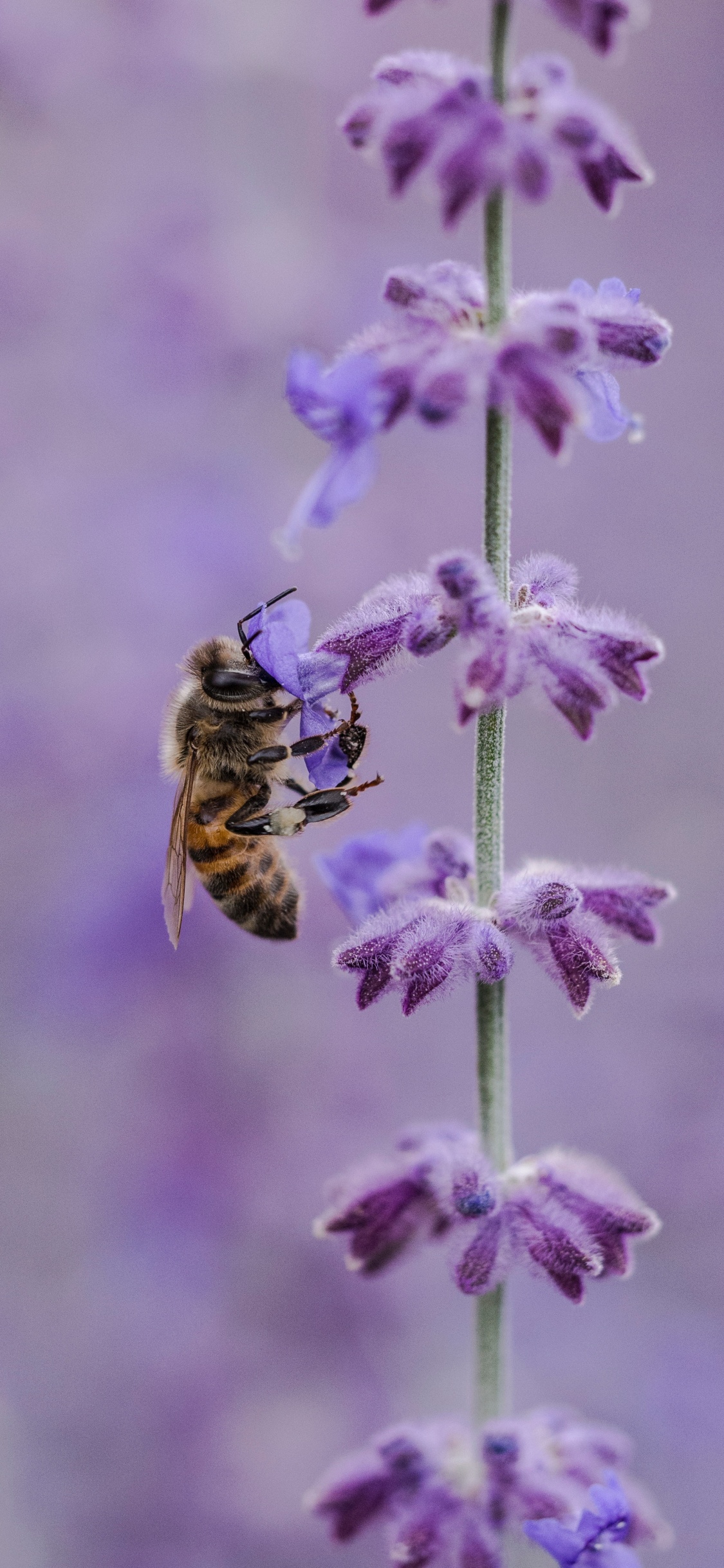 Abeja Amarilla y Negra en Flor Morada. Wallpaper in 1125x2436 Resolution