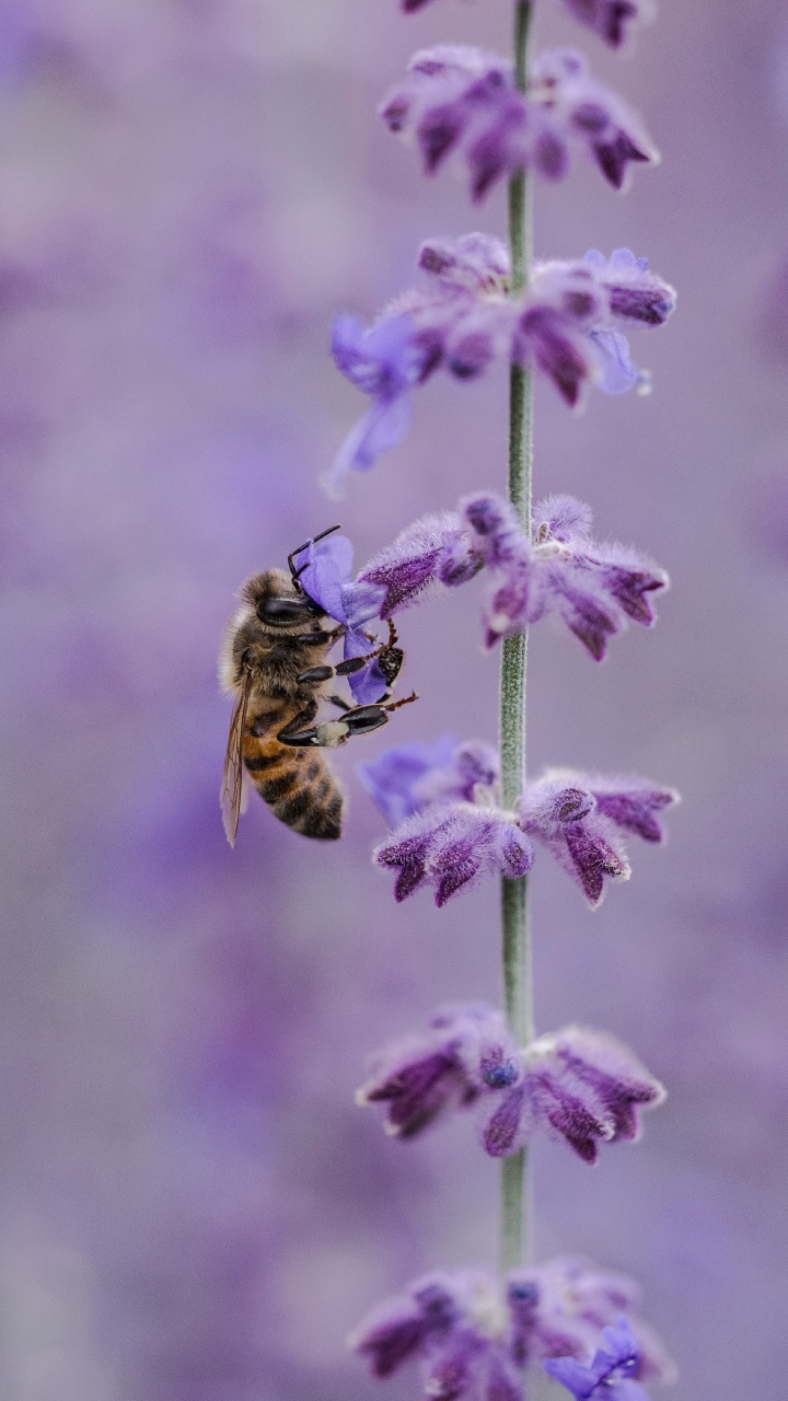 Abeja Amarilla y Negra en Flor Morada. Wallpaper in 720x1280 Resolution