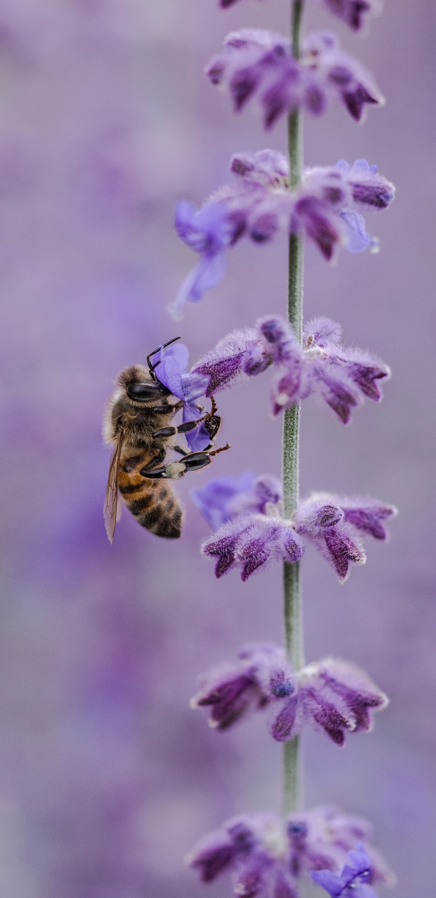 Yellow and Black Bee on Purple Flower. Wallpaper in 1440x2960 Resolution