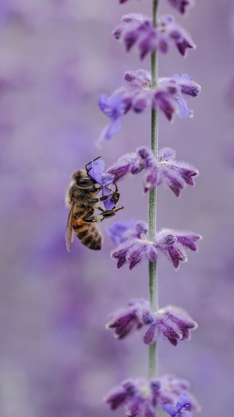 Yellow and Black Bee on Purple Flower. Wallpaper in 750x1334 Resolution
