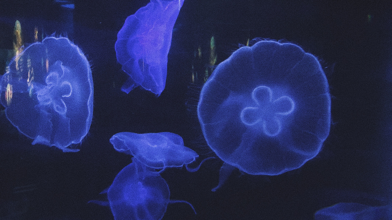 Jellyfish, Marine Biology, Invertebrate, Marine Invertebrates, Blue. Wallpaper in 1366x768 Resolution