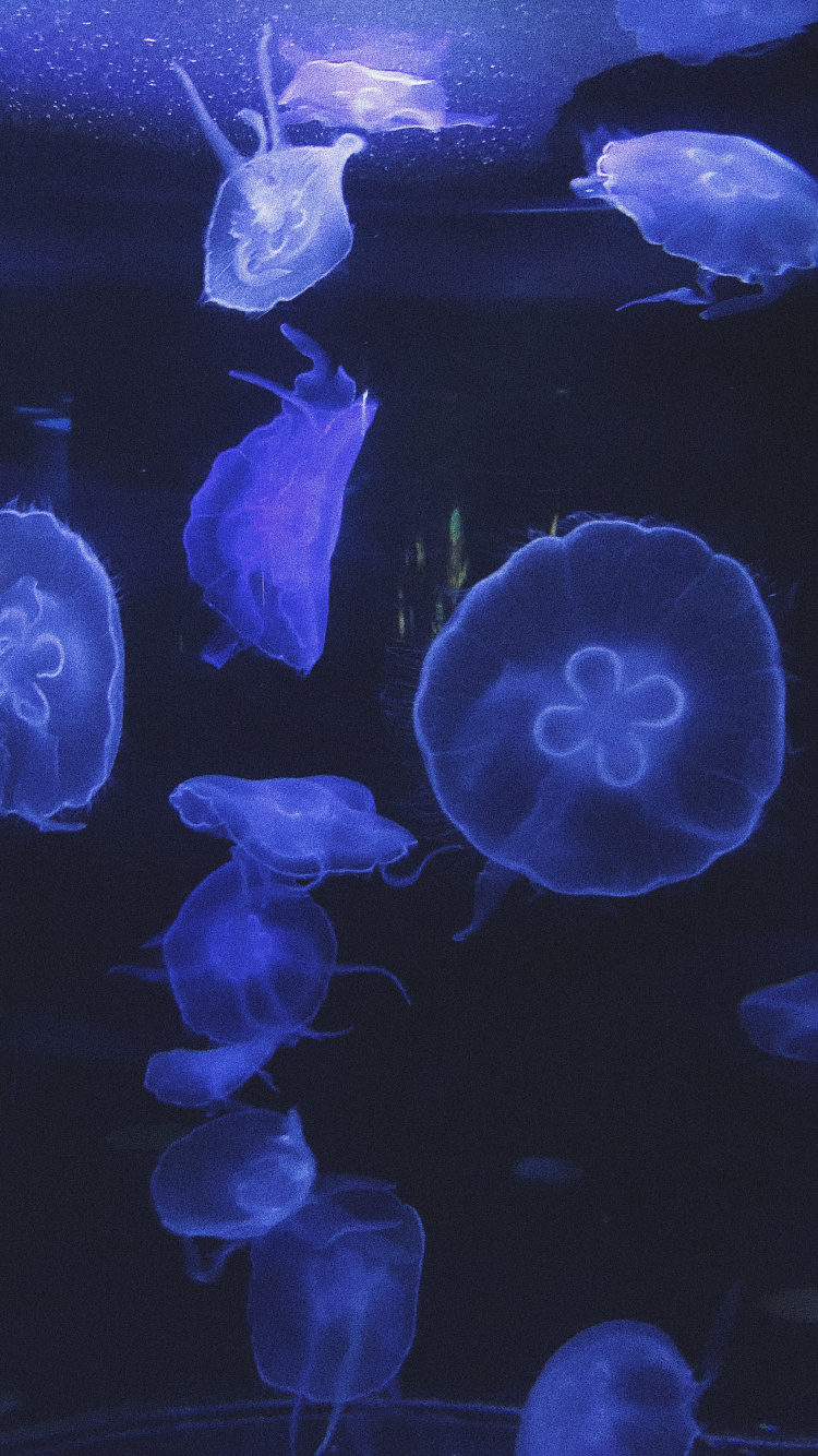 Las Medusas, Biología Marina, Invertebrados Marinos, Azul, la Bioluminiscencia. Wallpaper in 750x1334 Resolution