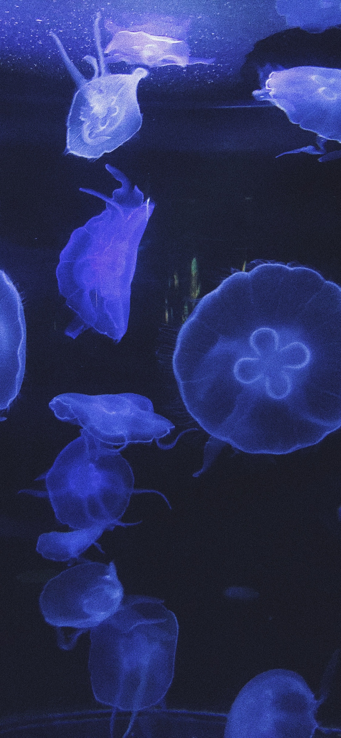 Qualle, Marine Biologie, Wirbellose, Blau, Biolumineszenz. Wallpaper in 1125x2436 Resolution