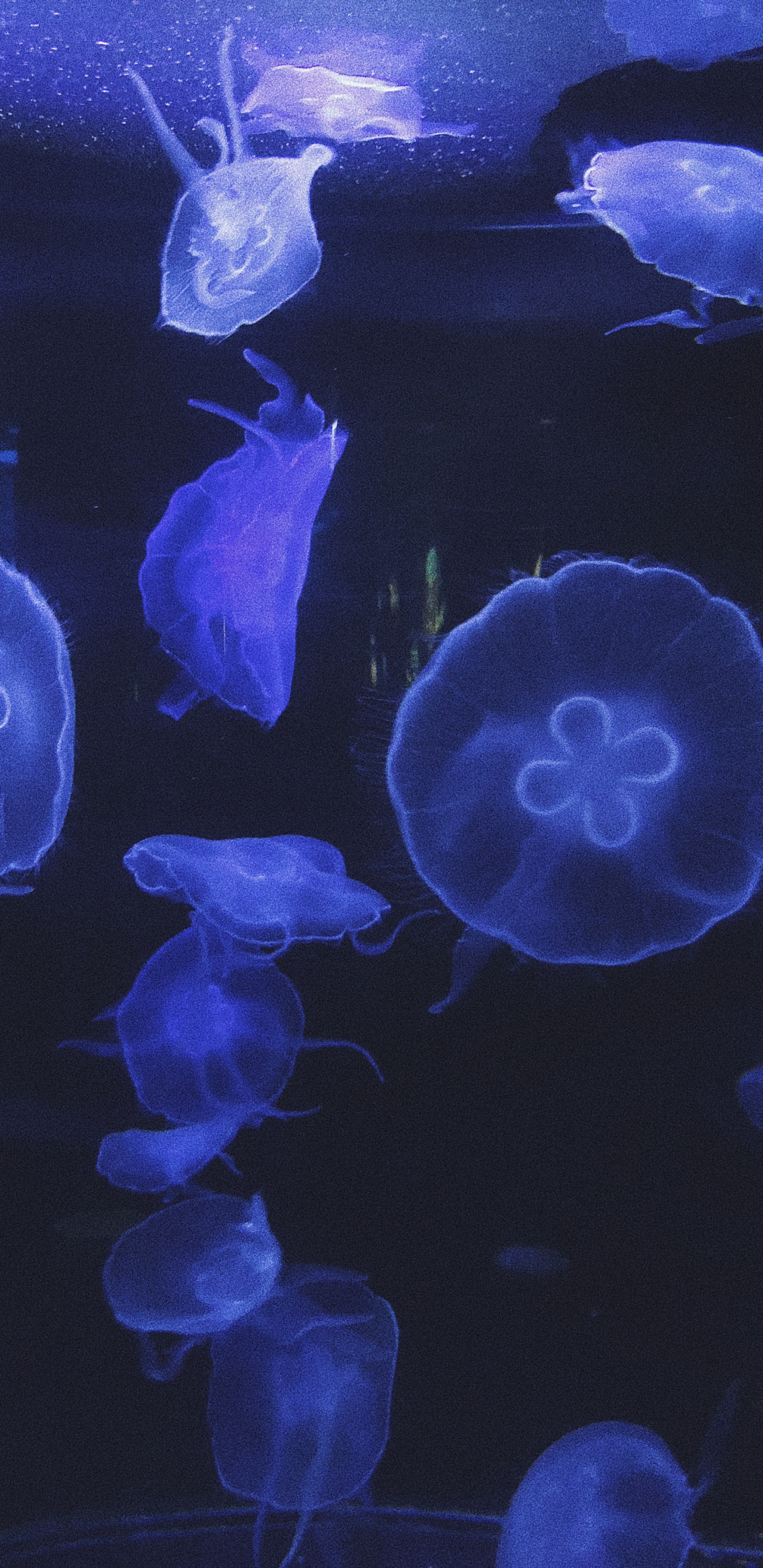 Qualle, Marine Biologie, Wirbellose, Blau, Biolumineszenz. Wallpaper in 1440x2960 Resolution