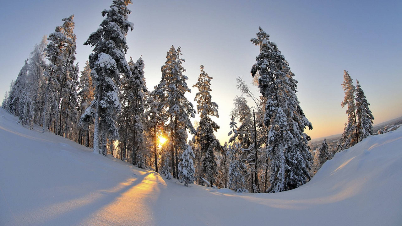 Snow Covered Pine Trees During Daytime. Wallpaper in 1280x720 Resolution