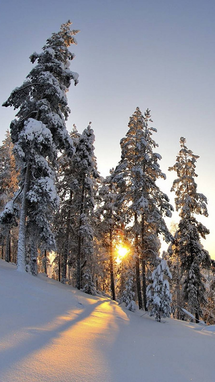 Snow Covered Pine Trees During Daytime. Wallpaper in 750x1334 Resolution