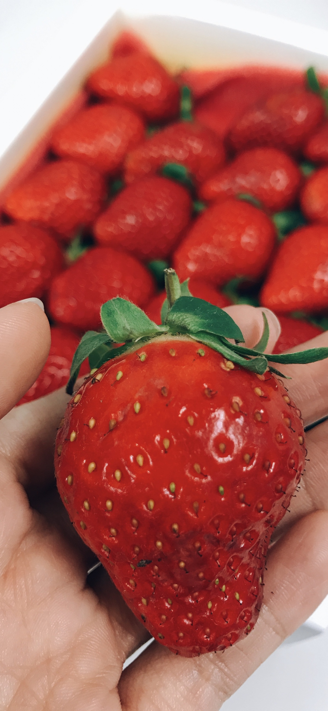 Personne Tenant Des Fraises Rouges Dans un Récipient Blanc. Wallpaper in 1242x2688 Resolution
