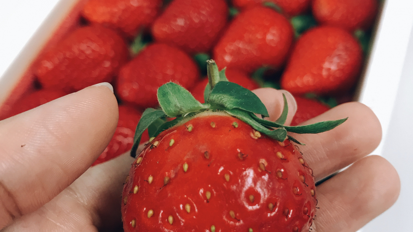 Person Holding Red Strawberries in White Container. Wallpaper in 1366x768 Resolution