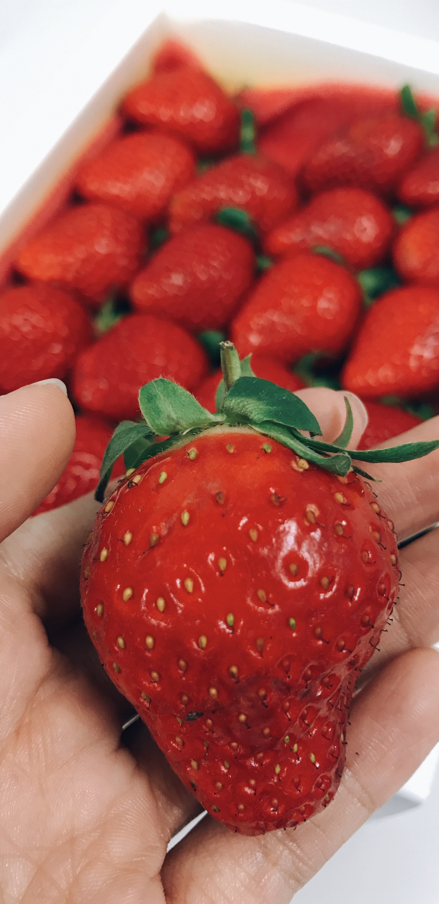 Person, Die Rote Erdbeeren im Weißen Behälter Hält Holding. Wallpaper in 1440x2960 Resolution