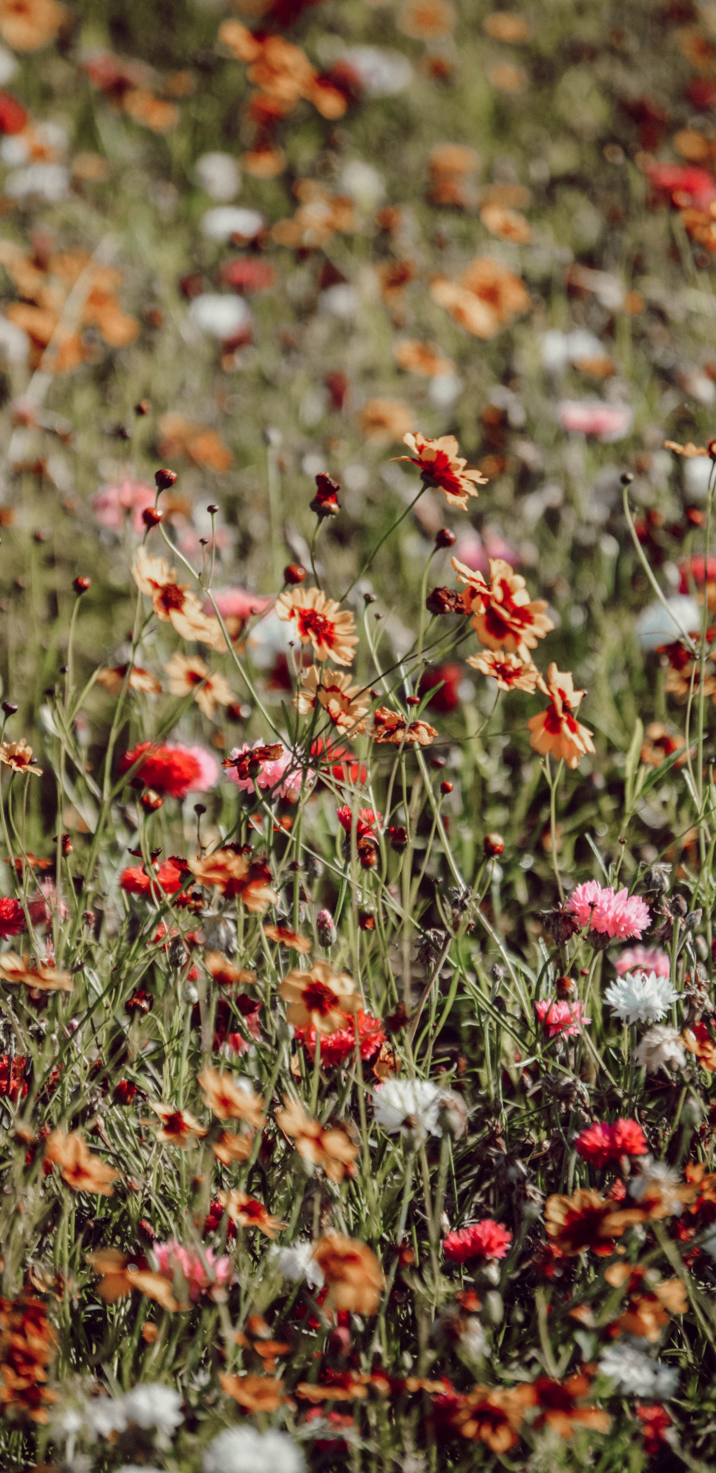 Red and White Flowers in Tilt Shift Lens. Wallpaper in 1440x2960 Resolution