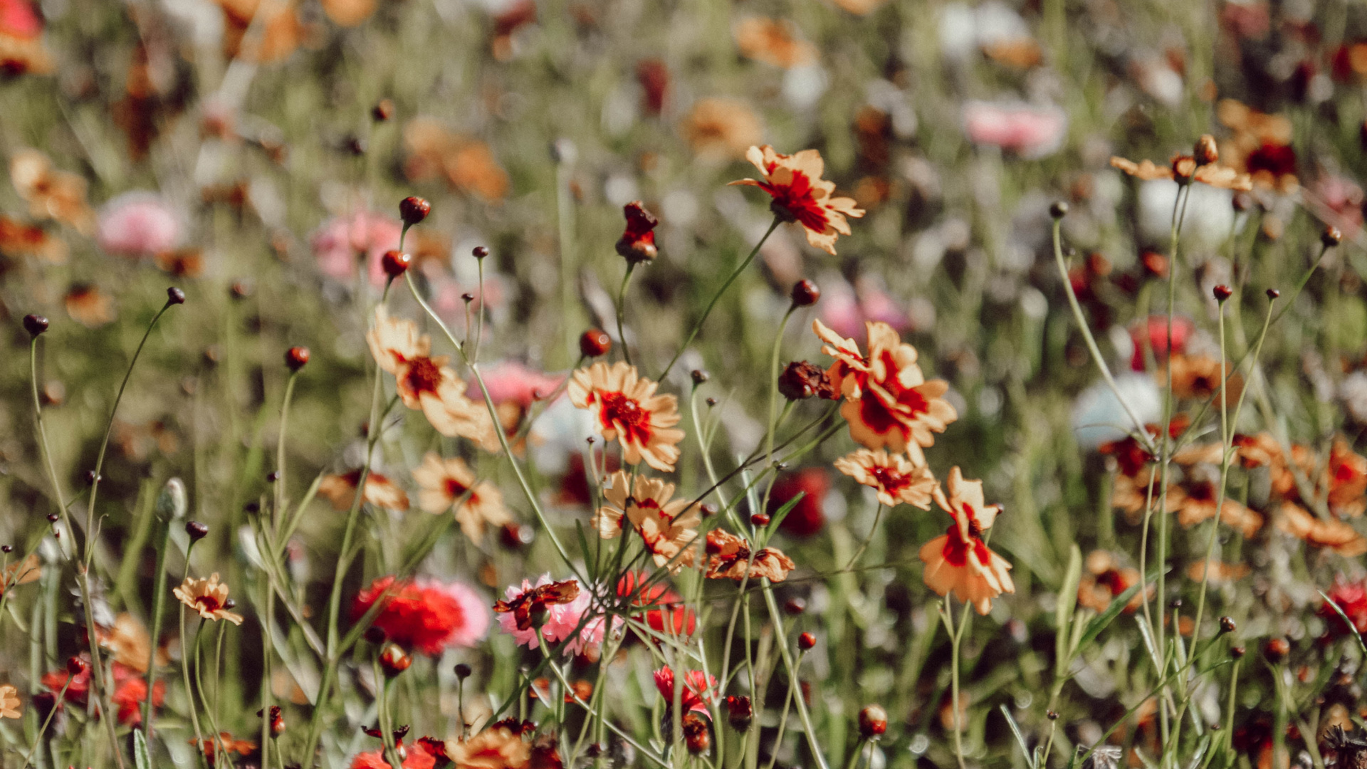 Red and White Flowers in Tilt Shift Lens. Wallpaper in 1920x1080 Resolution