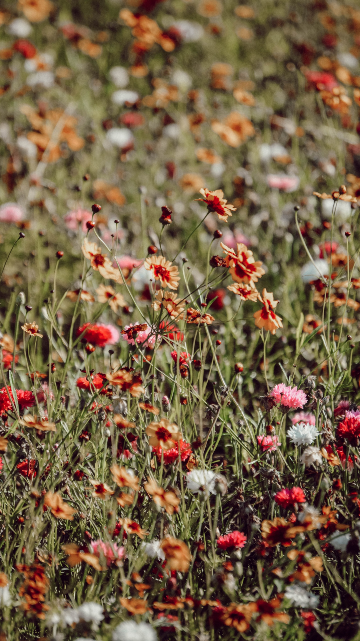 Fleurs Rouges et Blanches Dans L'objectif à Basculement. Wallpaper in 1440x2560 Resolution