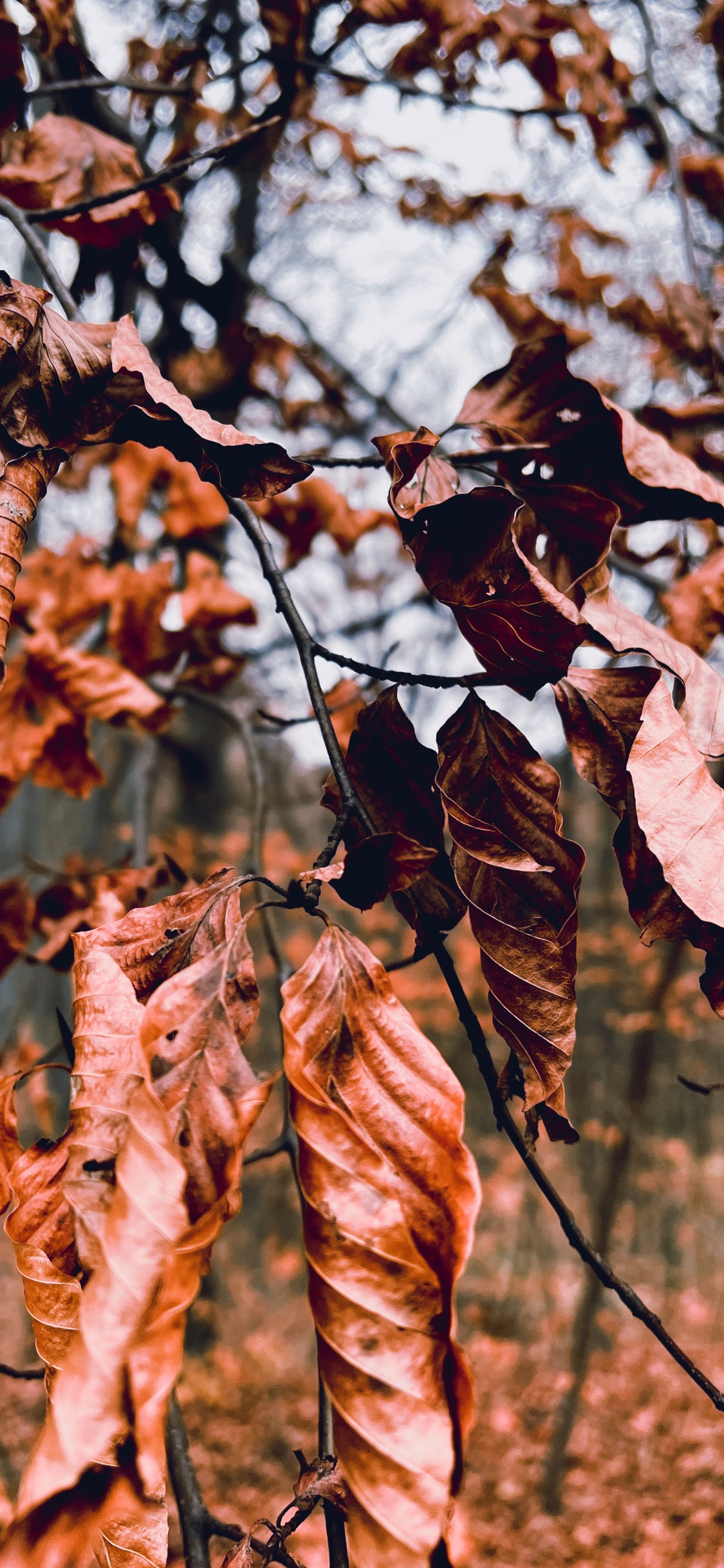 Baum, Damaksnis, Zweig, Branch, Holz. Wallpaper in 1125x2436 Resolution