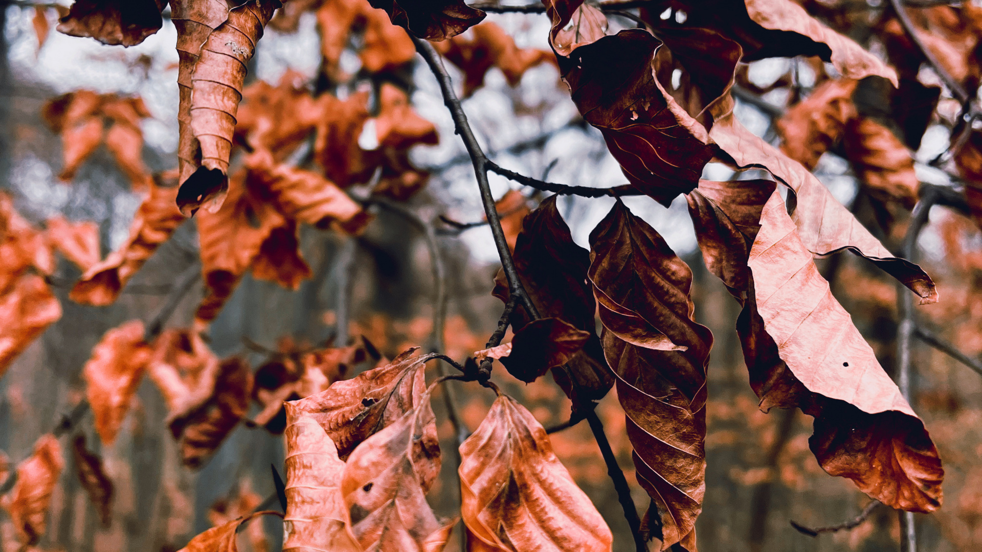 Baum, Damaksnis, Zweig, Branch, Holz. Wallpaper in 1920x1080 Resolution