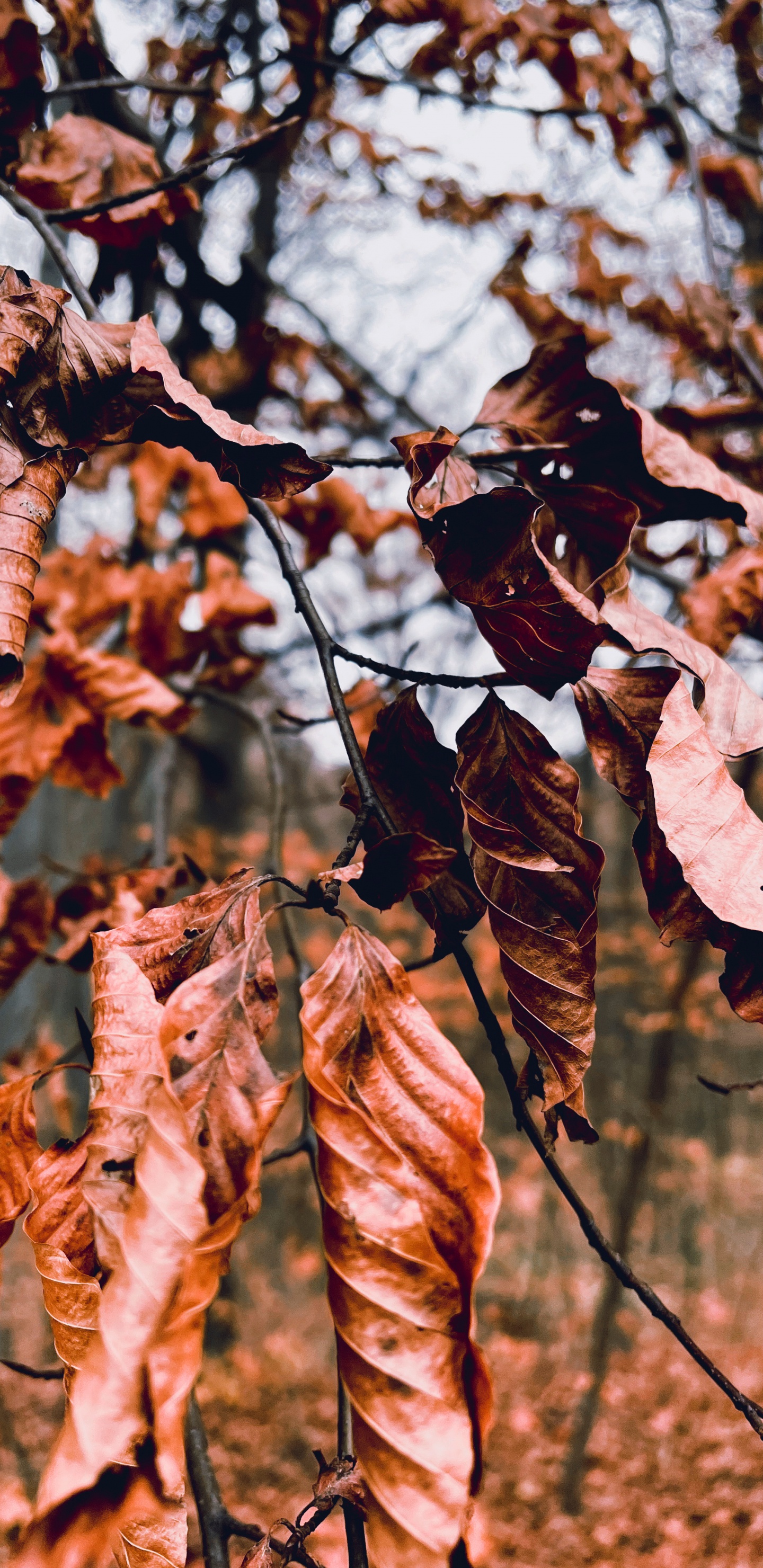 Tree, Damaksnis, Plant, Twig, Branch. Wallpaper in 1440x2960 Resolution