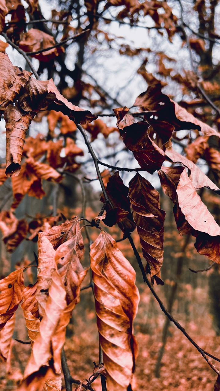 Tree, Damaksnis, Plant, Twig, Branch. Wallpaper in 720x1280 Resolution