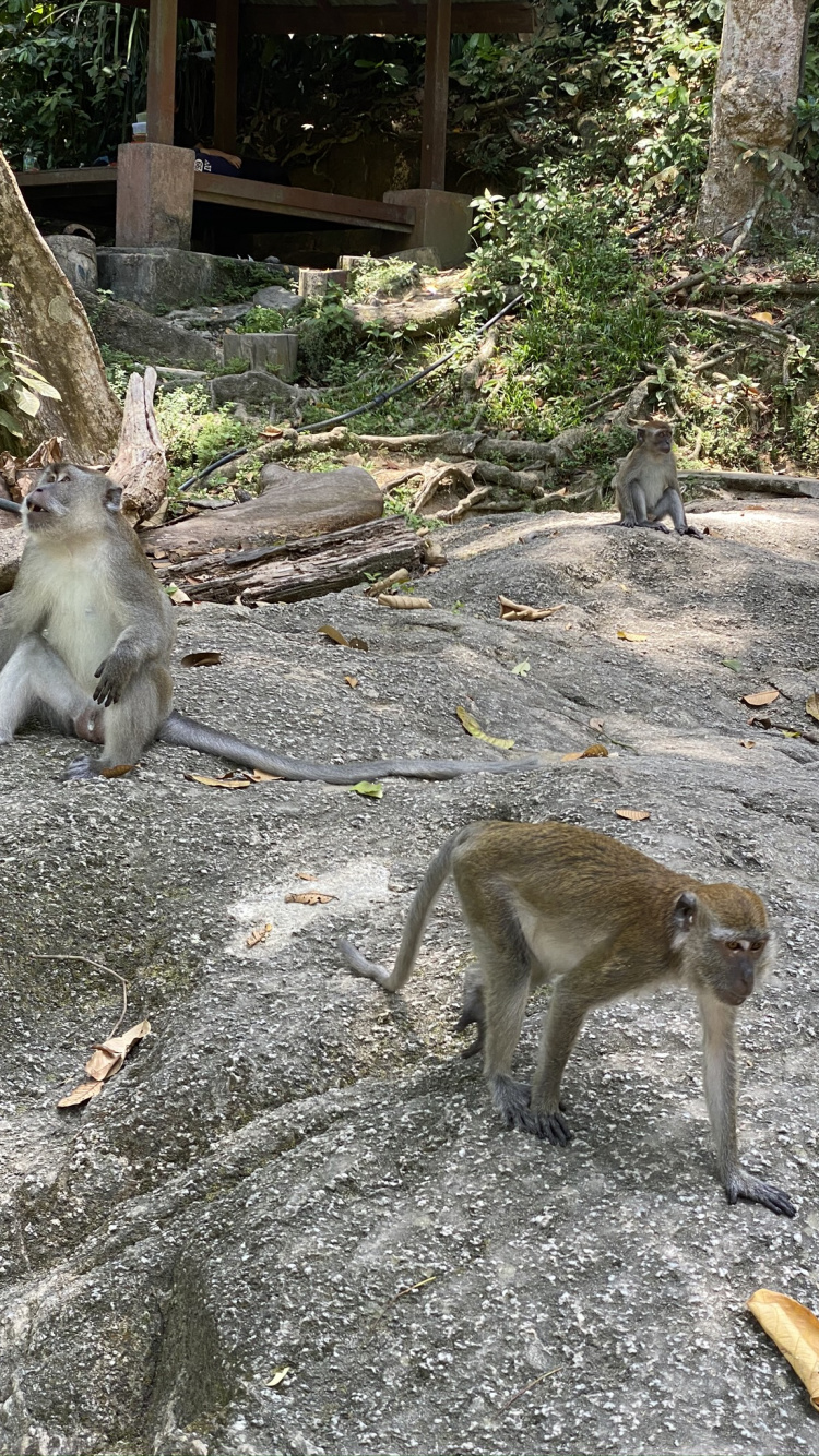 Macacos, Primado, Monos Del Viejo Mundo, Los Animales Terrestres, Adaptación. Wallpaper in 750x1334 Resolution