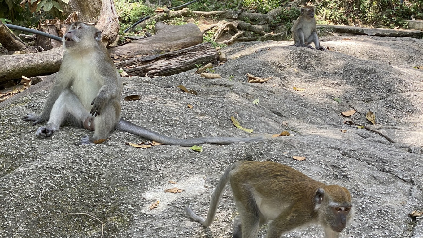 Macaques, Primate, Old World Monkeys, Daytime, Terrestrial Animal. Wallpaper in 1366x768 Resolution