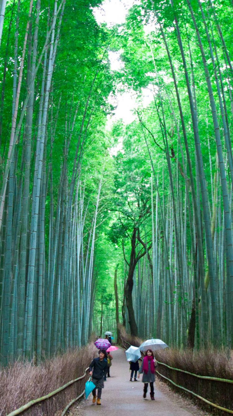 Personnes Marchant Sur le Sentier Entre Les Bambous Pendant la Journée. Wallpaper in 750x1334 Resolution