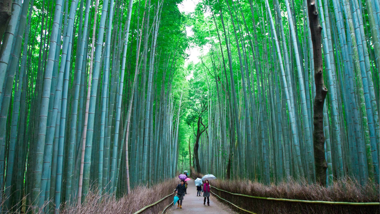 People Walking on Pathway Between Bamboo Trees During Daytime. Wallpaper in 1280x720 Resolution
