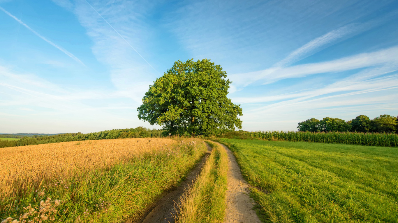 Grüne Wiese Und Grüne Bäume Unter Blauem Himmel Tagsüber. Wallpaper in 1366x768 Resolution