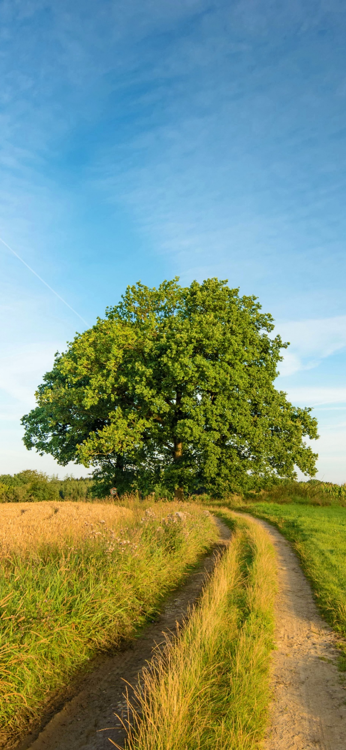 Campo de Hierba Verde y Árboles Verdes Bajo un Cielo Azul Durante el Día. Wallpaper in 1125x2436 Resolution