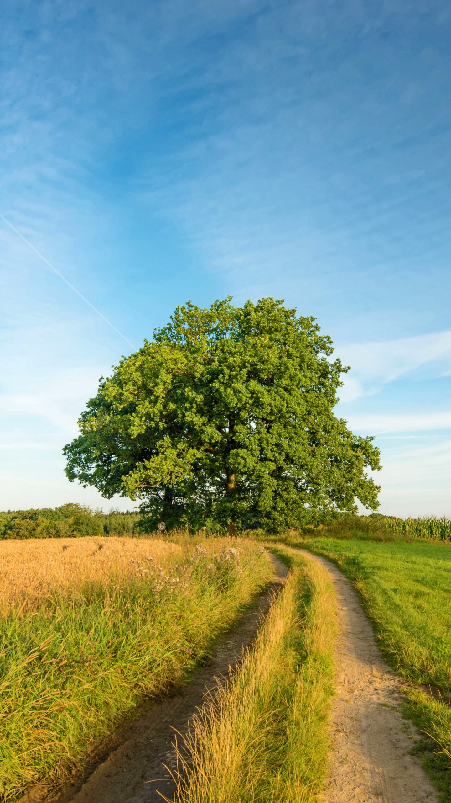Champ D'herbe Verte et Arbres Verts Sous Ciel Bleu Pendant la Journée. Wallpaper in 1440x2560 Resolution