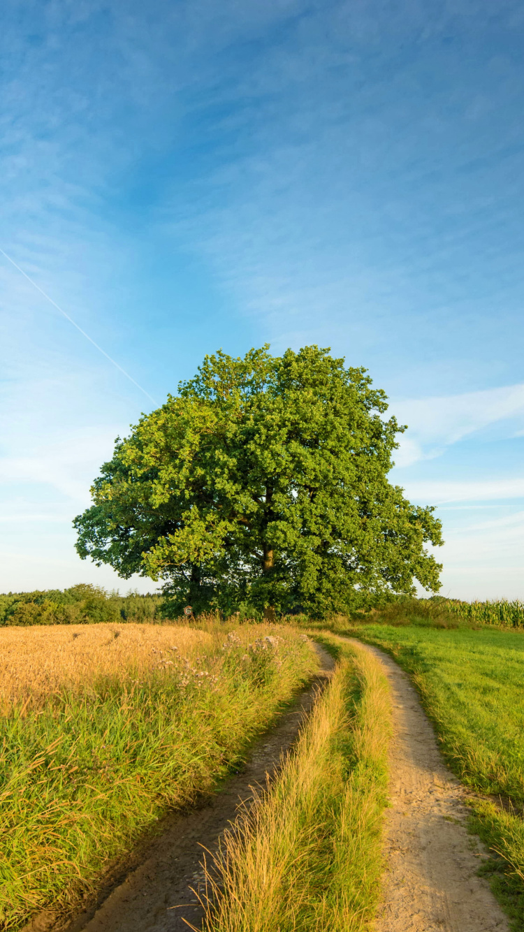 Champ D'herbe Verte et Arbres Verts Sous Ciel Bleu Pendant la Journée. Wallpaper in 750x1334 Resolution