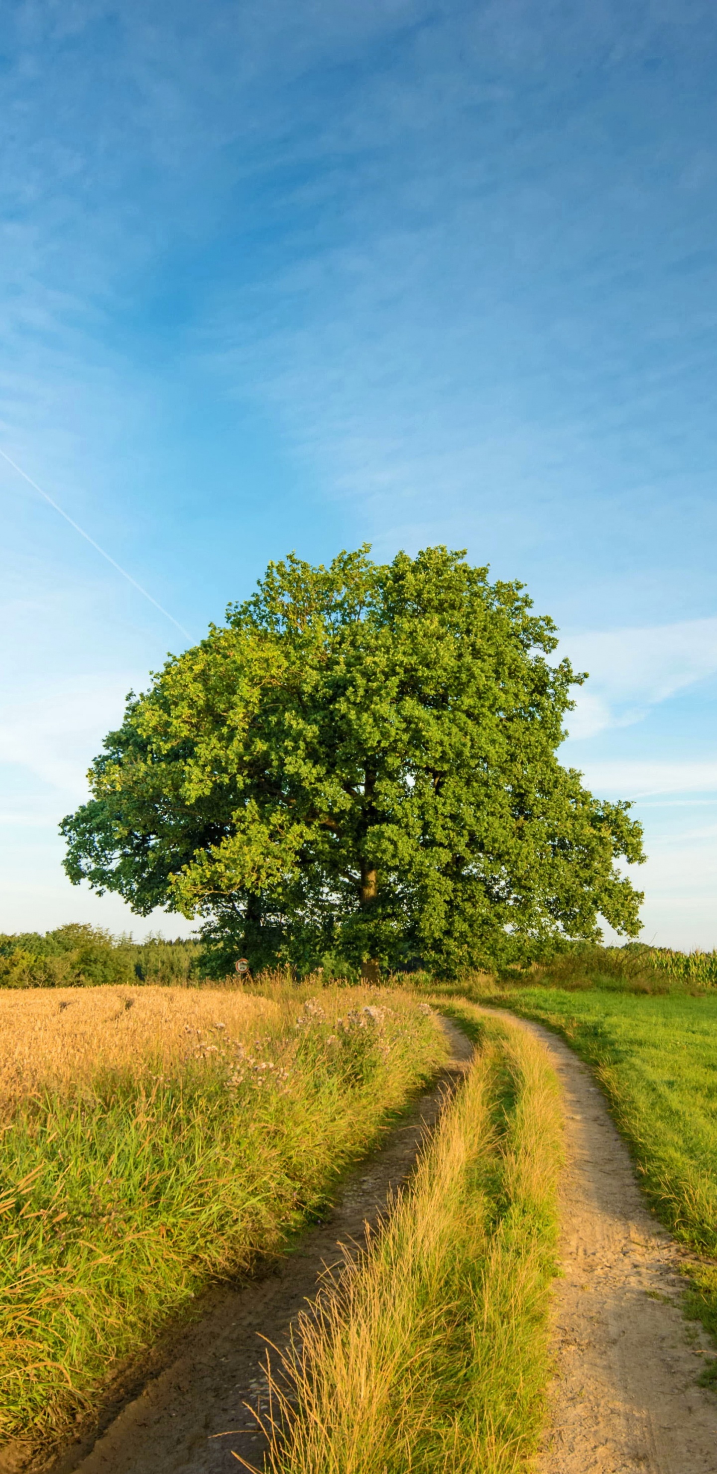 Green Grass Field and Green Trees Under Blue Sky During Daytime. Wallpaper in 1440x2960 Resolution
