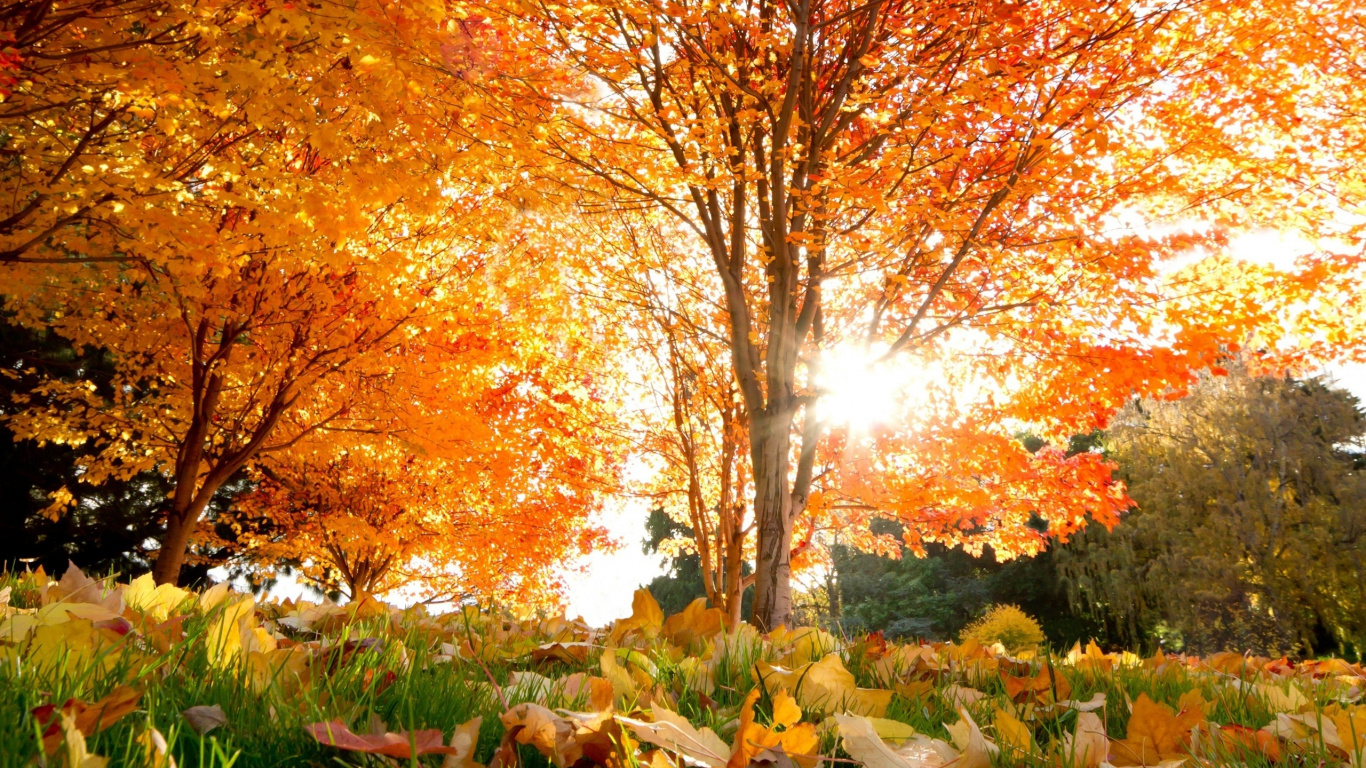 Red and Yellow Leaf Trees. Wallpaper in 1366x768 Resolution