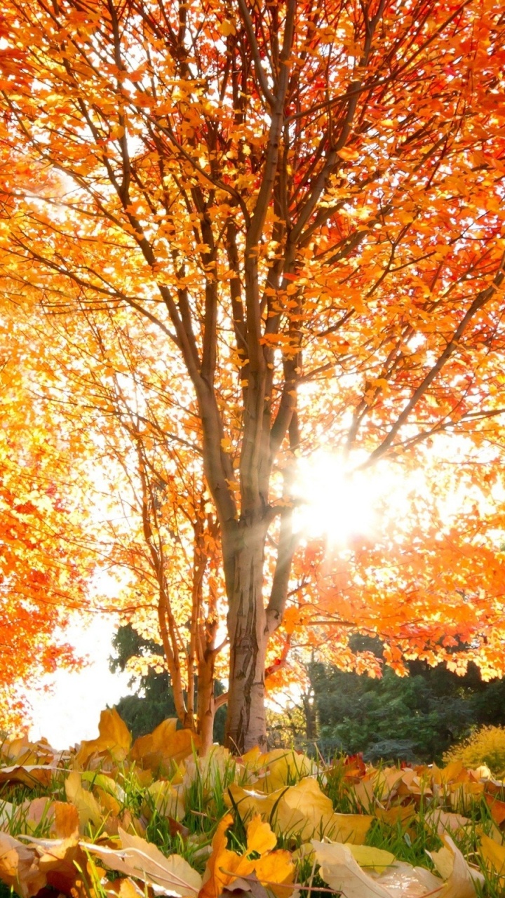 Red and Yellow Leaf Trees. Wallpaper in 720x1280 Resolution