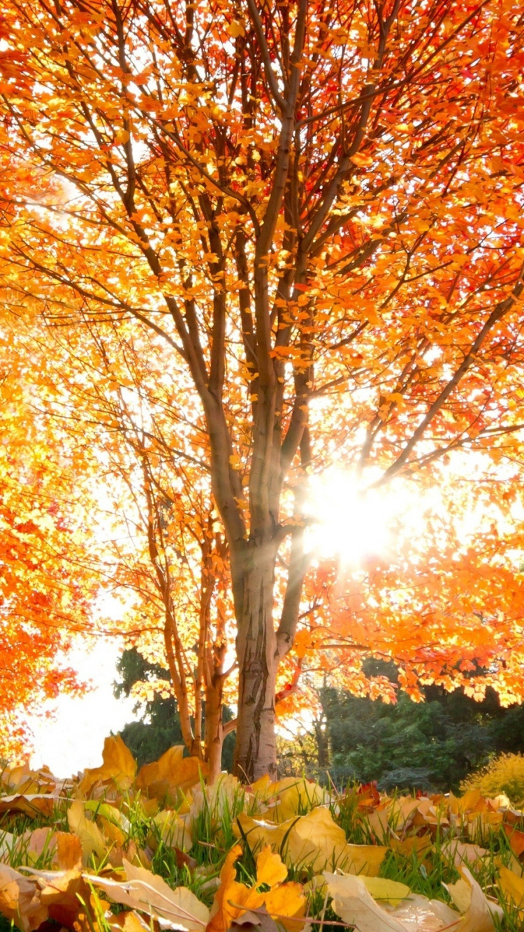 Red and Yellow Leaf Trees. Wallpaper in 750x1334 Resolution