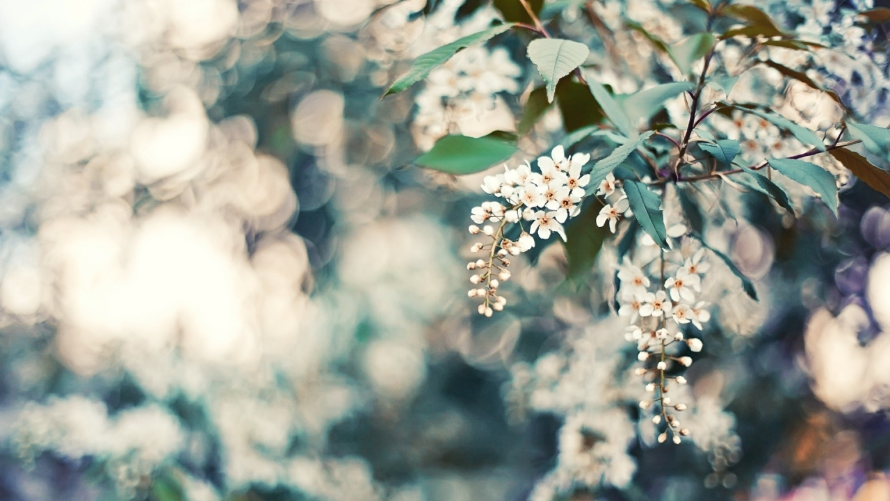 White Flowers in Tilt Shift Lens. Wallpaper in 1280x720 Resolution