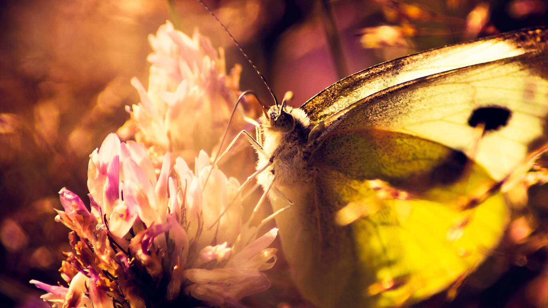 Yellow Butterfly Perched on Yellow Flower in Close up Photography During Daytime. Wallpaper in 1920x1080 Resolution