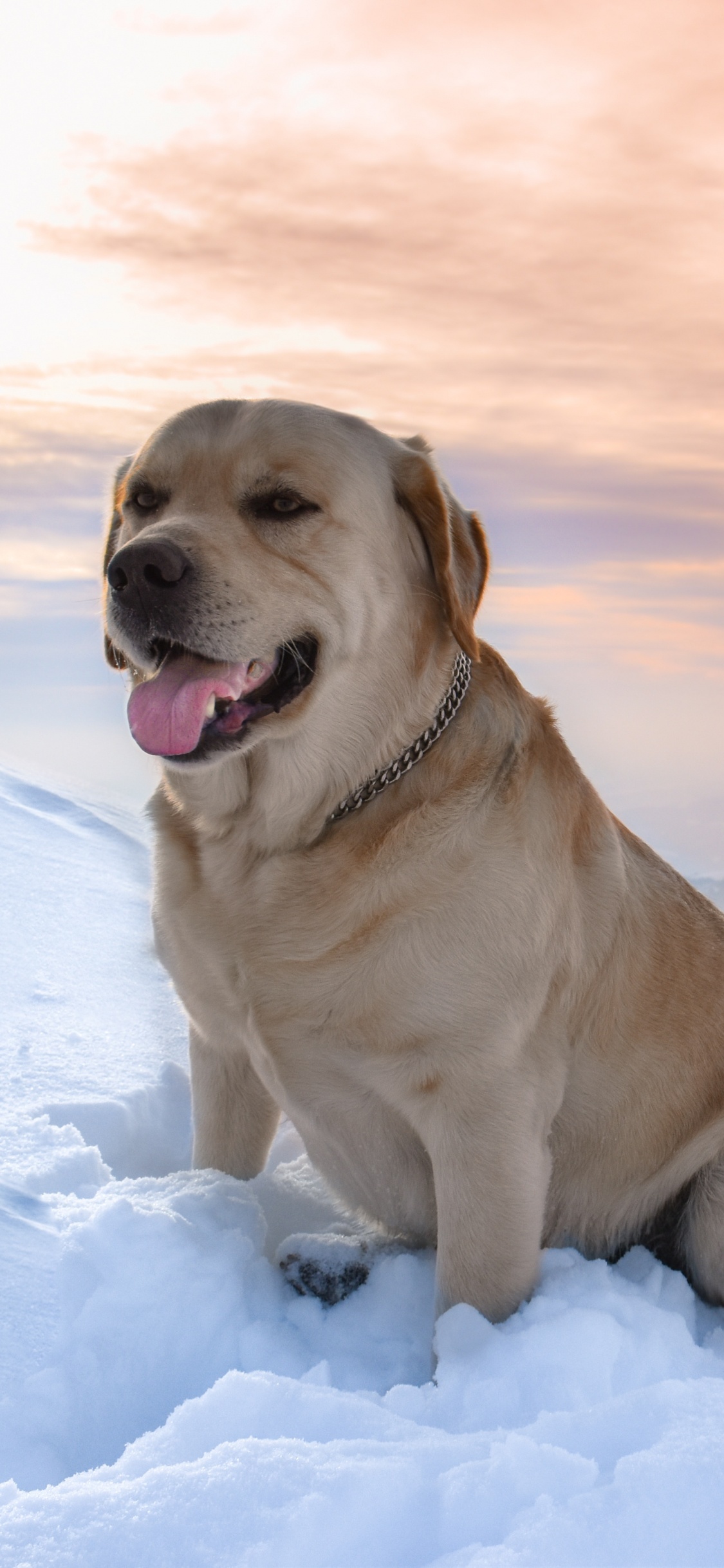 Brown Short Coated Dog on Snow Covered Ground During Daytime. Wallpaper in 1125x2436 Resolution