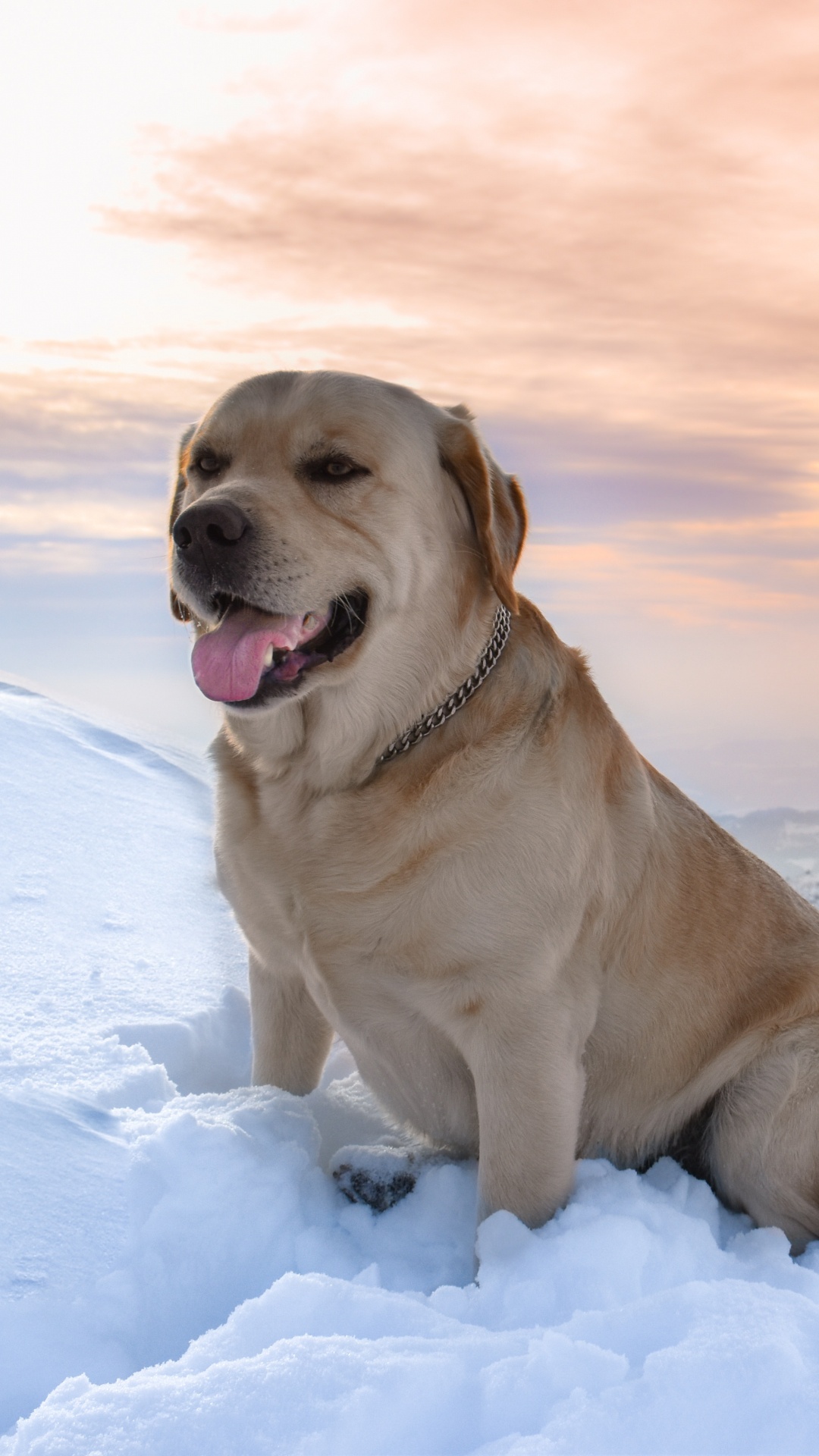 Brauner, Kurzhaariger Hund Auf Schneebedecktem Boden Tagsüber. Wallpaper in 1080x1920 Resolution