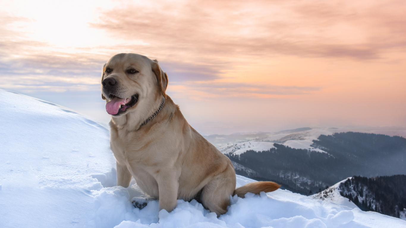 Brauner, Kurzhaariger Hund Auf Schneebedecktem Boden Tagsüber. Wallpaper in 1366x768 Resolution