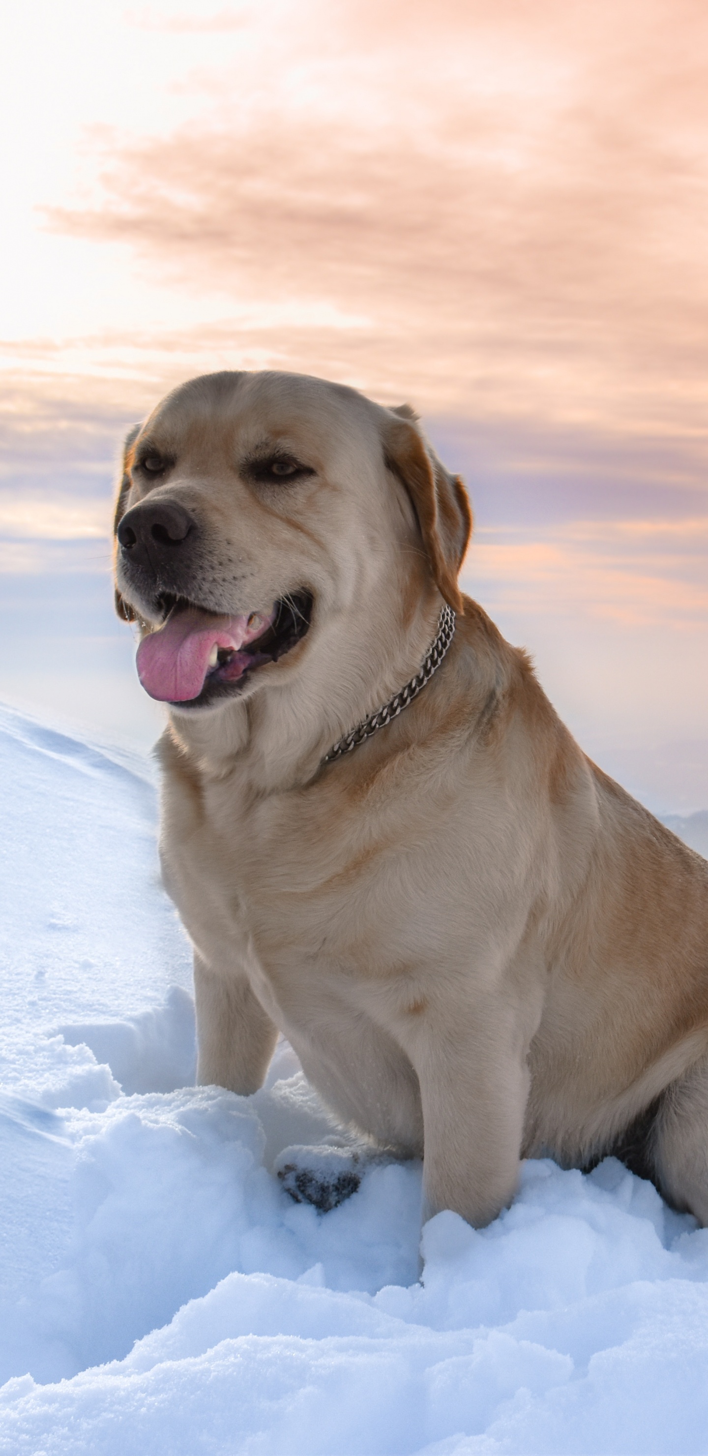 Brauner, Kurzhaariger Hund Auf Schneebedecktem Boden Tagsüber. Wallpaper in 1440x2960 Resolution