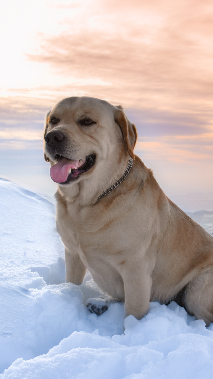 Brauner, Kurzhaariger Hund Auf Schneebedecktem Boden Tagsüber. Wallpaper in 720x1280 Resolution