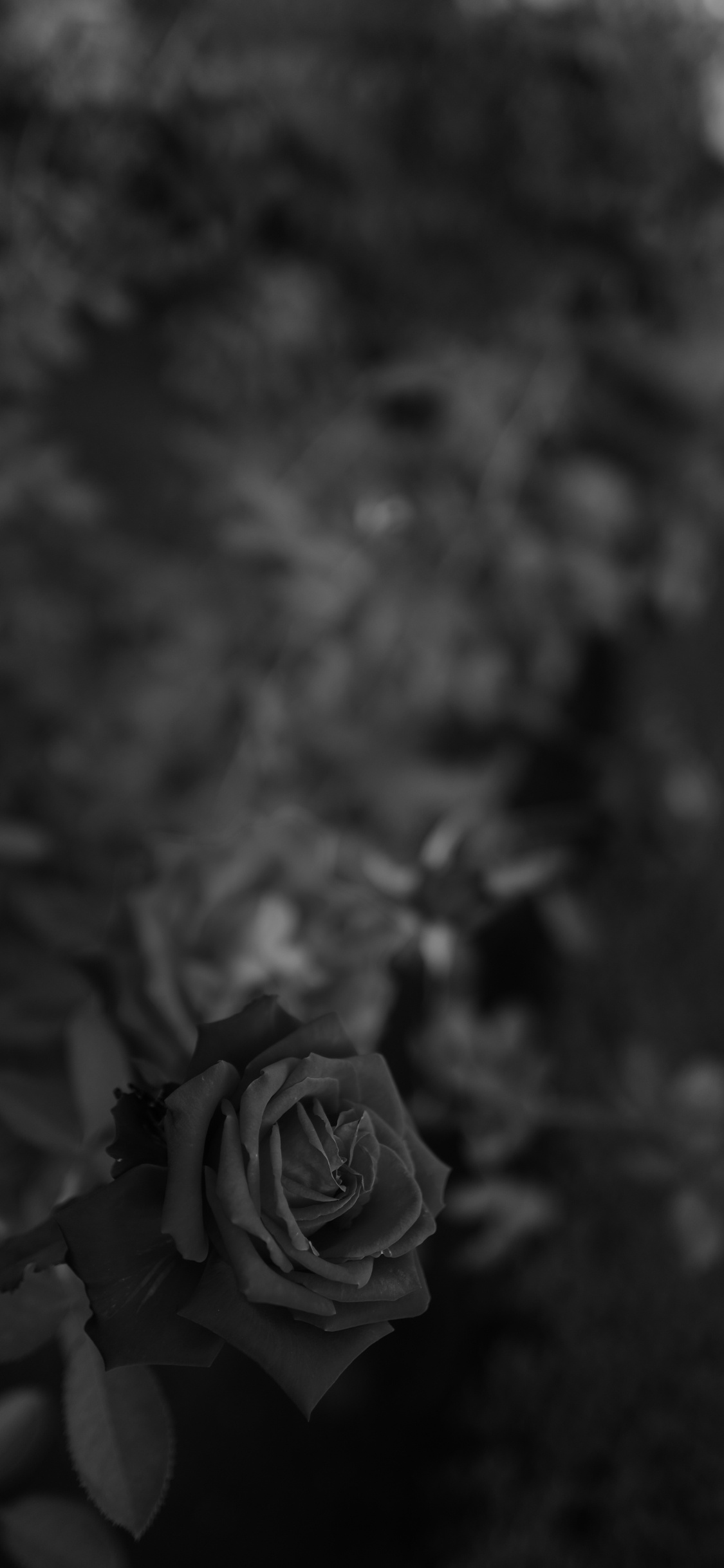 Graustufenfoto Von Rosenblüten. Wallpaper in 1125x2436 Resolution