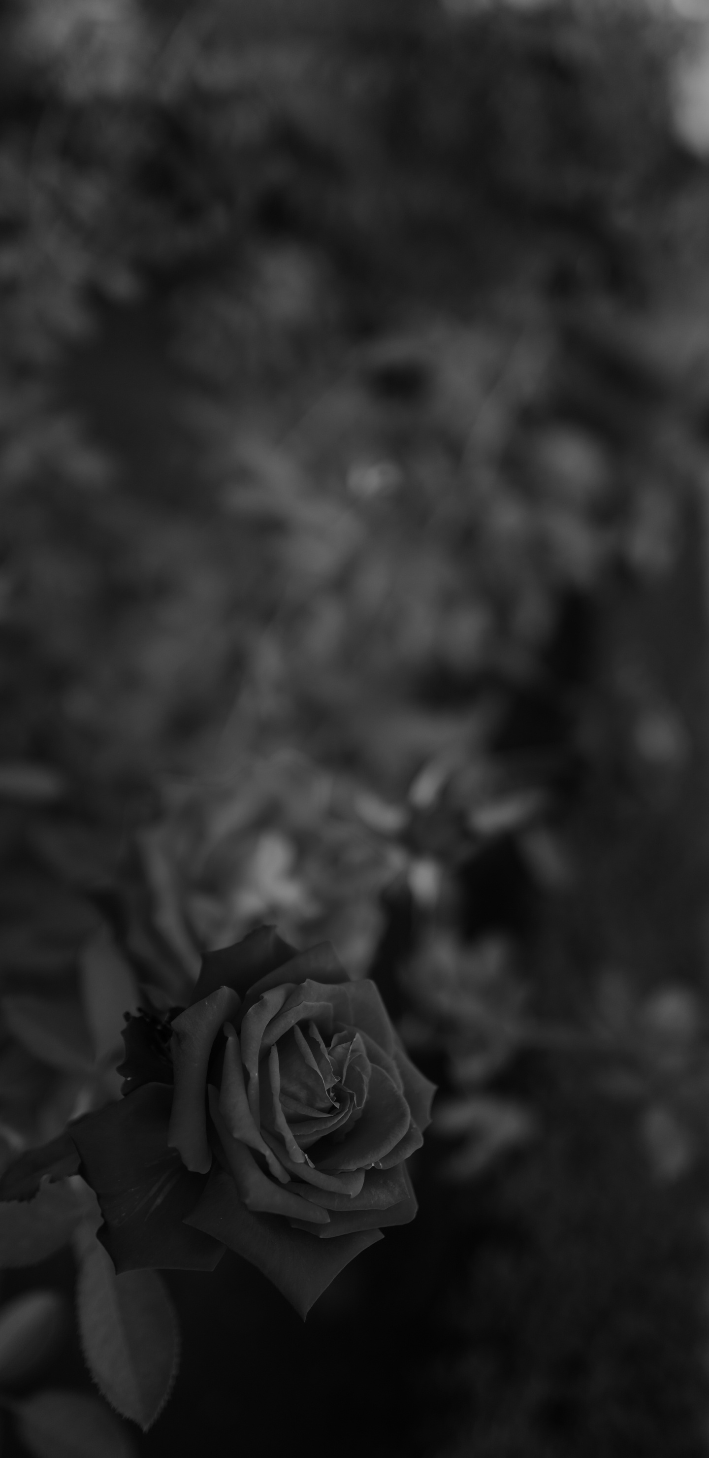 Greyscale Photo of Rose Flower. Wallpaper in 1440x2960 Resolution