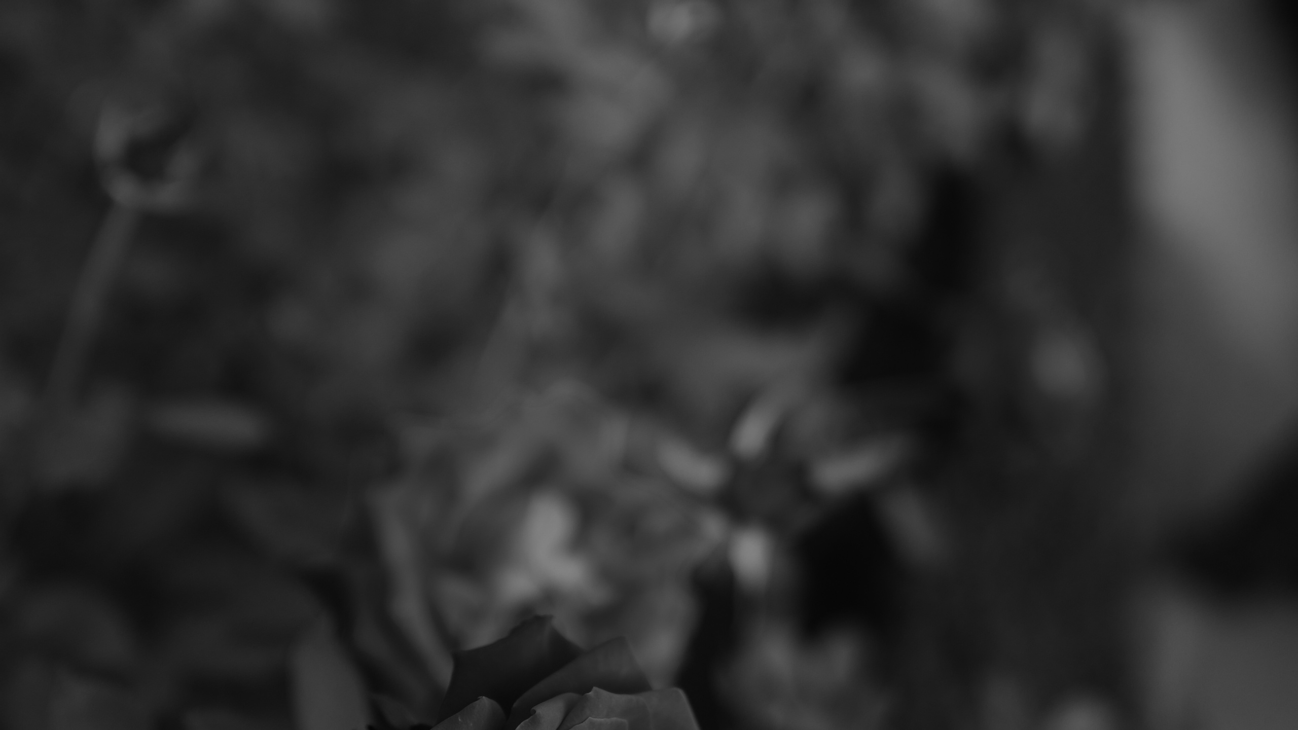 Greyscale Photo of Rose Flower. Wallpaper in 2560x1440 Resolution