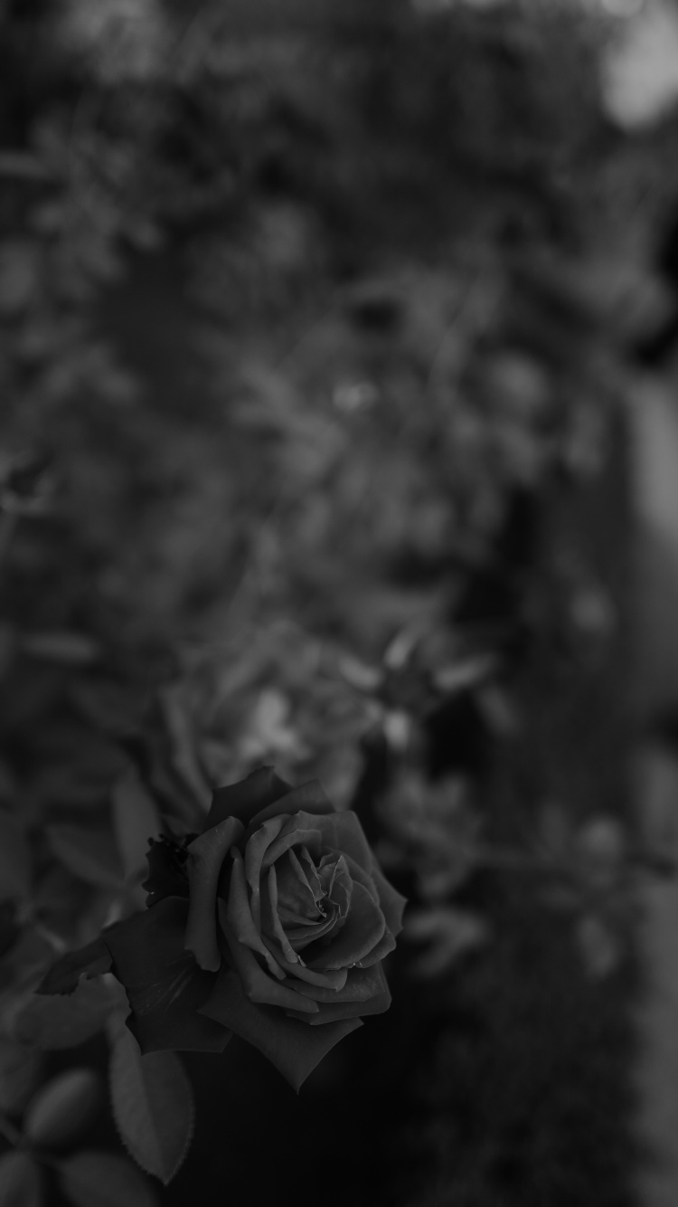 Photo en Niveaux de Gris D'une Fleur Rose. Wallpaper in 750x1334 Resolution