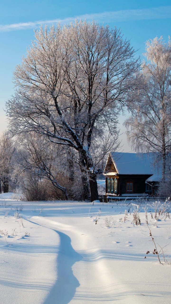 Brown Bare Trees on Snow Covered Ground During Daytime. Wallpaper in 720x1280 Resolution
