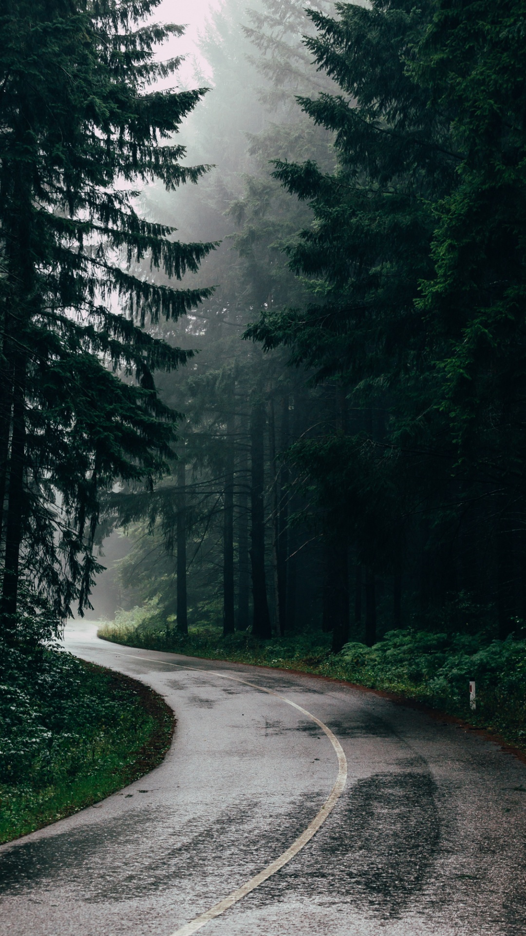 Plant, Nature, Natural Landscape, Tree, Wood. Wallpaper in 1080x1920 Resolution