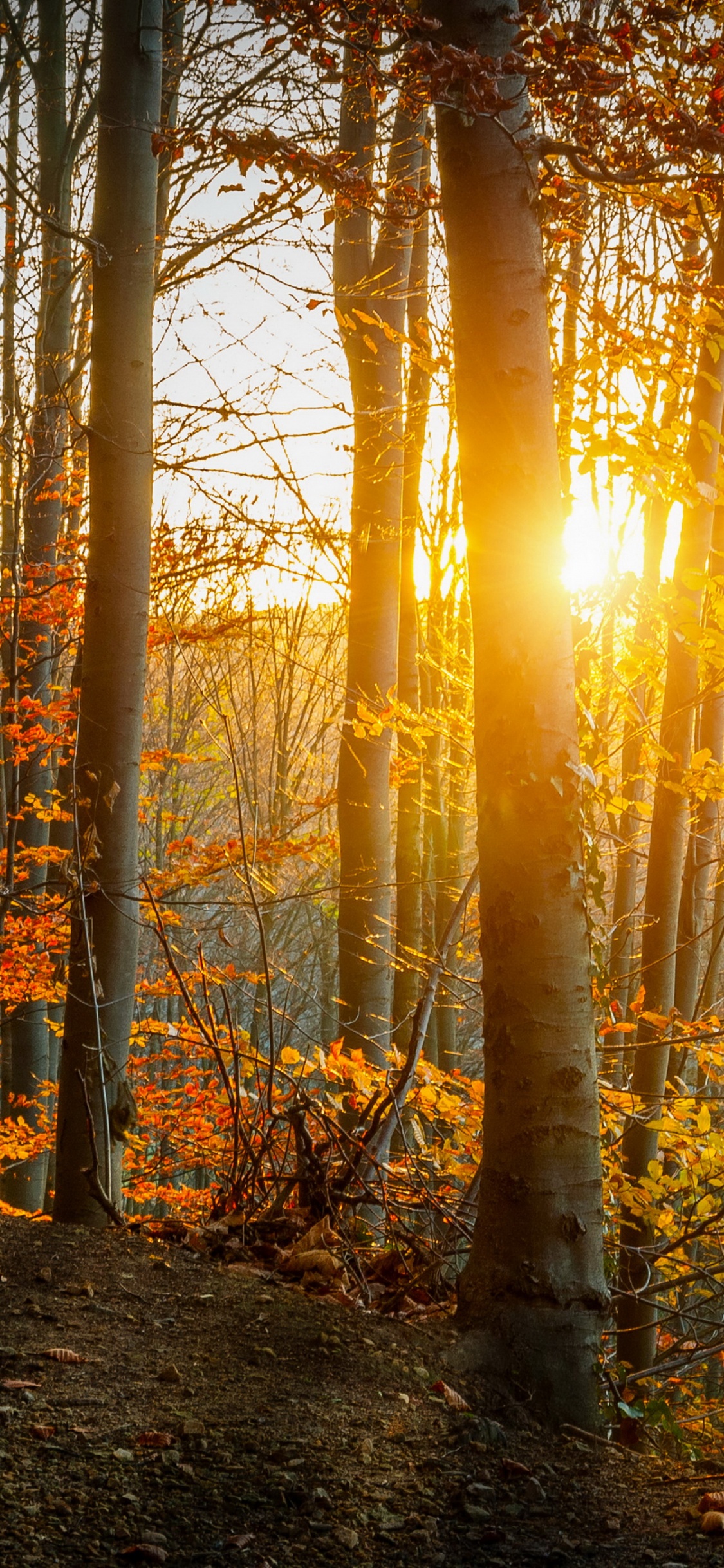 Brown Trees Under Blue Sky During Daytime. Wallpaper in 1125x2436 Resolution