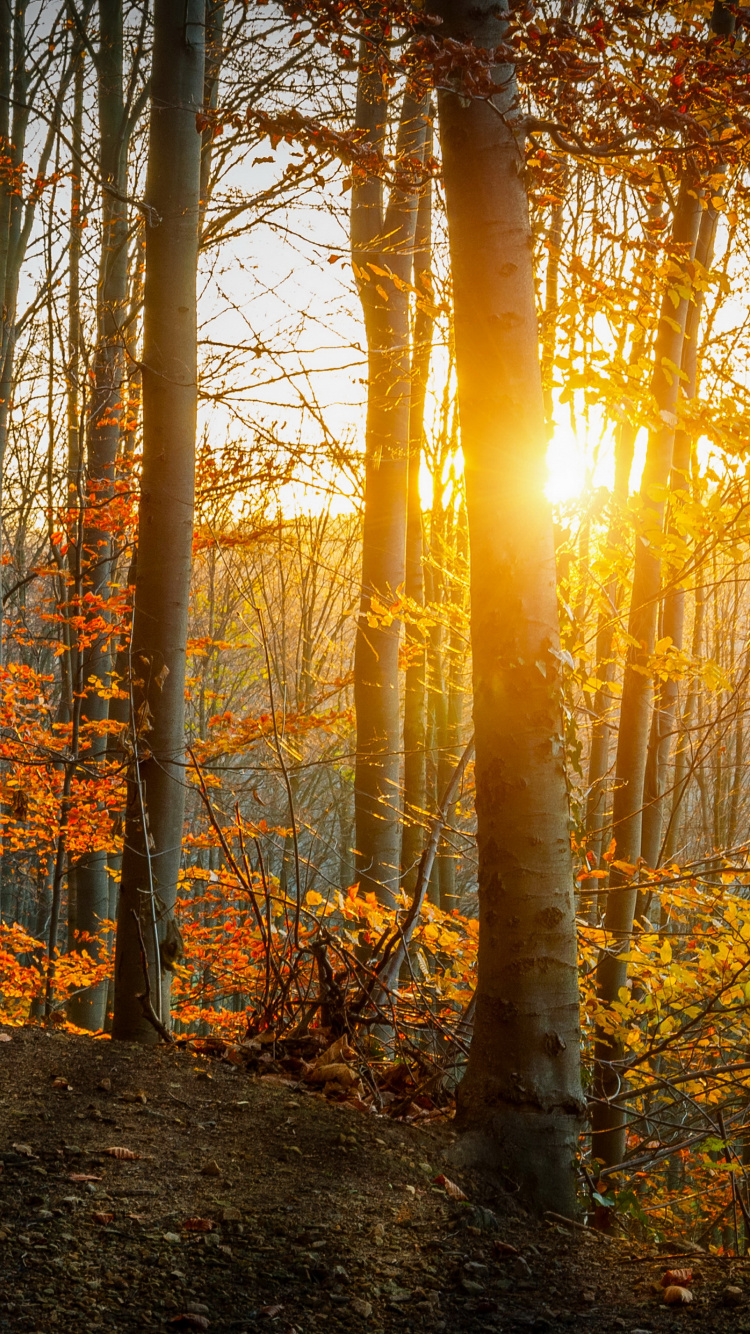 Brown Trees Under Blue Sky During Daytime. Wallpaper in 750x1334 Resolution