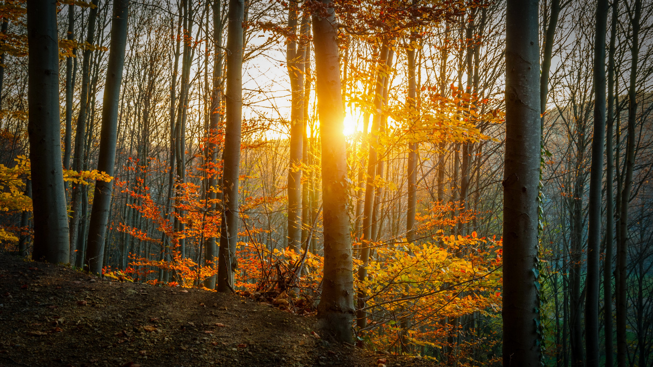 森林, 性质, 林地, 生态系统, 季节 壁纸 1280x720 允许
