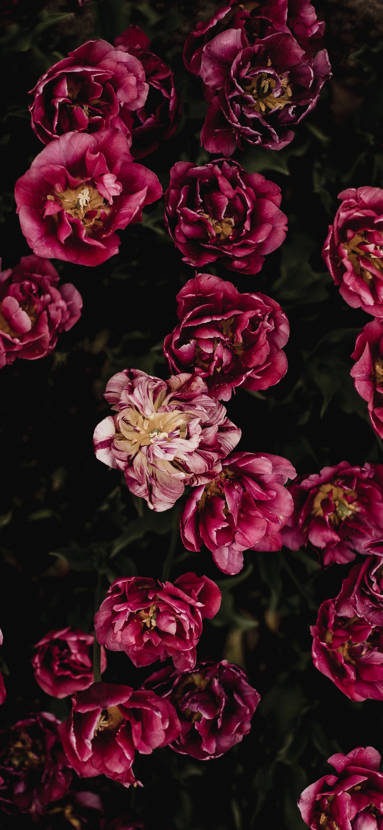 Pétales de Fleurs Rouges et Blanches. Wallpaper in 1242x2688 Resolution